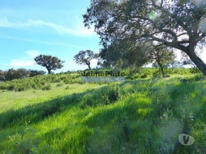 Terrenos e quintas a venda - Fotos para 610.000m2 terra p plantações novas, pasto e gado. Portugal,