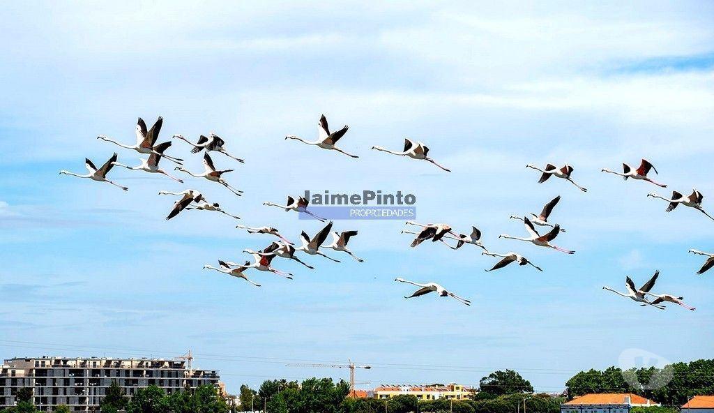 Comprar Loja Figueira da Foz - Fotos para Terreno p construção Apartamentos, Moradias, Equipamentos....