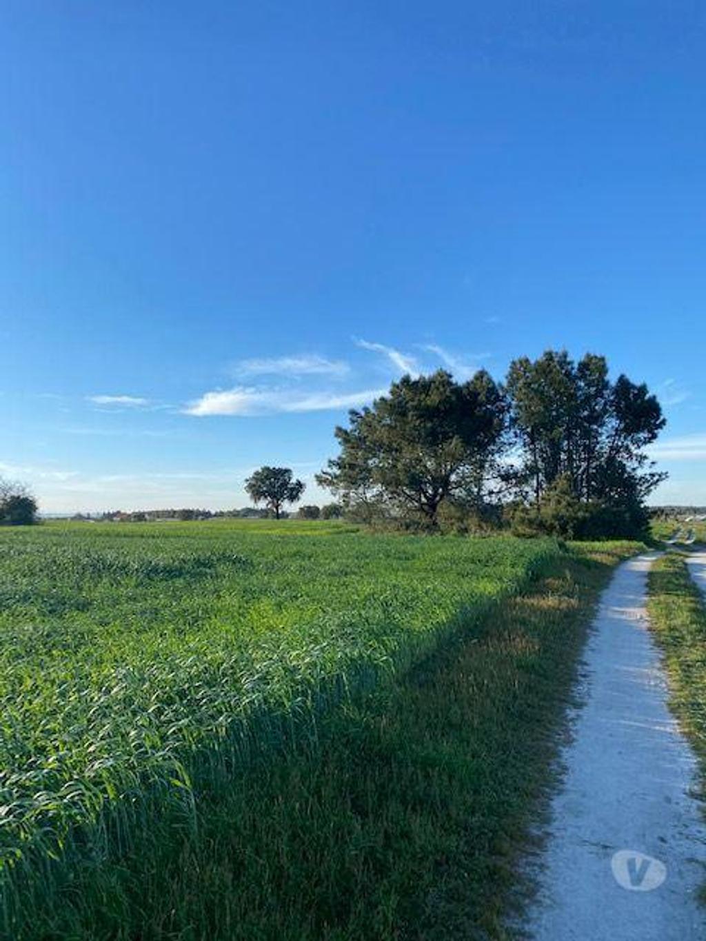 Terrenos Montijo - Fotos para Montijo-Terreno em Pegões Figueiras Montijo (165)