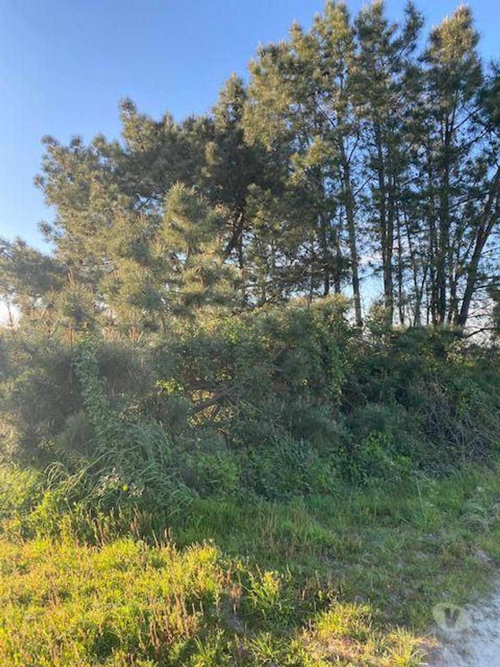 Terrenos Montijo - Fotos para Montijo-Terreno em Pegões Figueiras Montijo (165)
