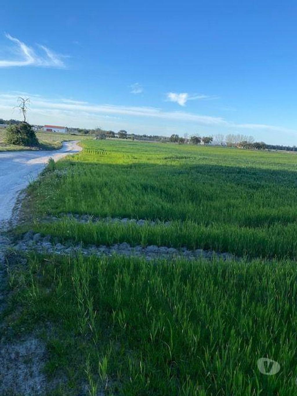 Terrenos Montijo - Fotos para Montijo-Terreno em Pegões Figueiras Montijo (165)