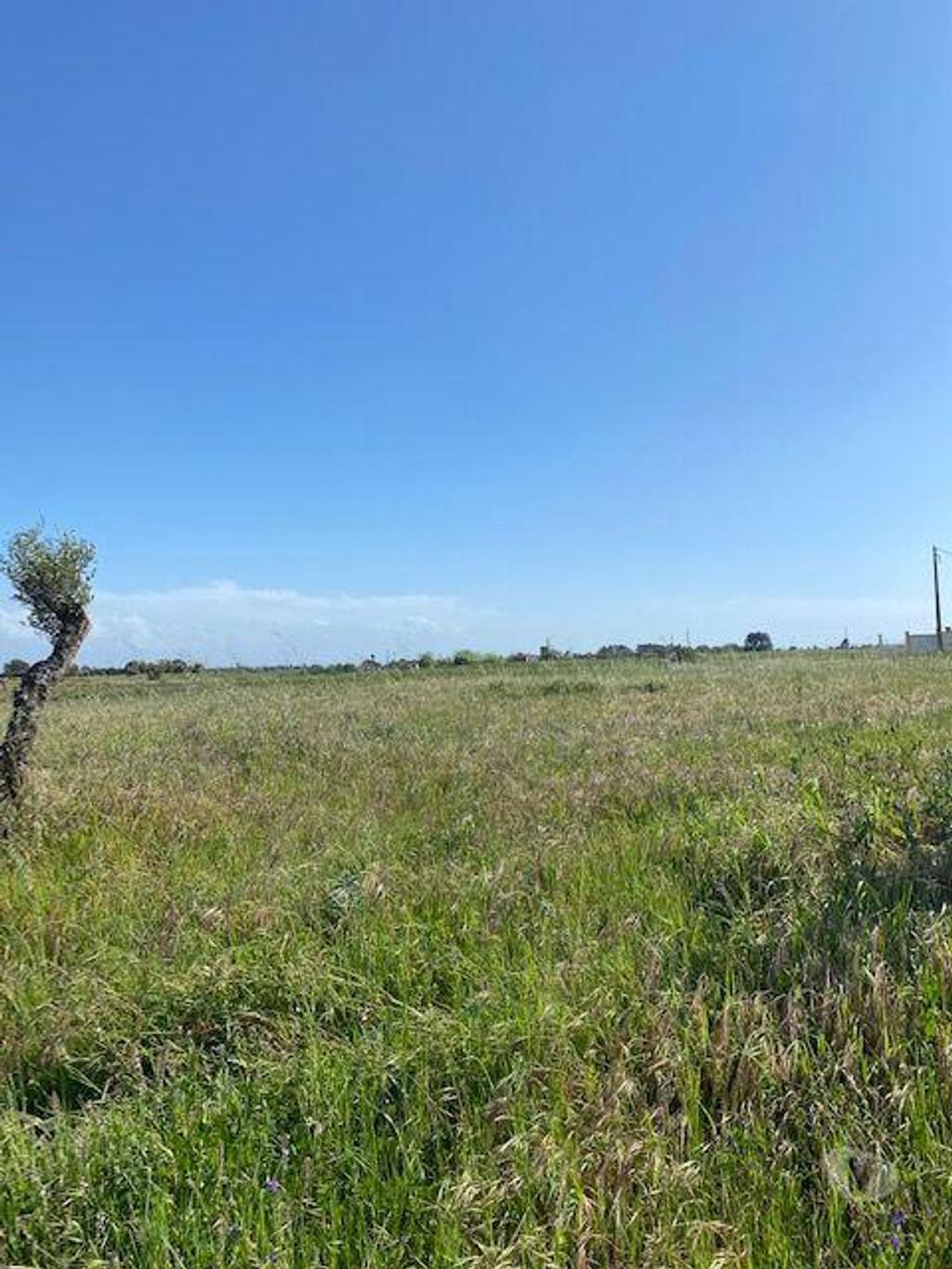 Terrenos Palmela - Fotos para Palmela-Terreno em Lagameças Poceirão Marateca (218)