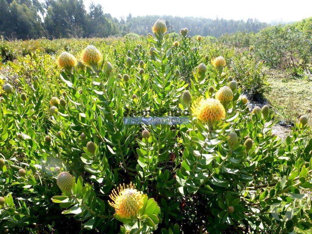 Terrenos Lagos - Fotos para 10 Ha terra plantações verduras e casa. Portugal, Algarve, Lagos