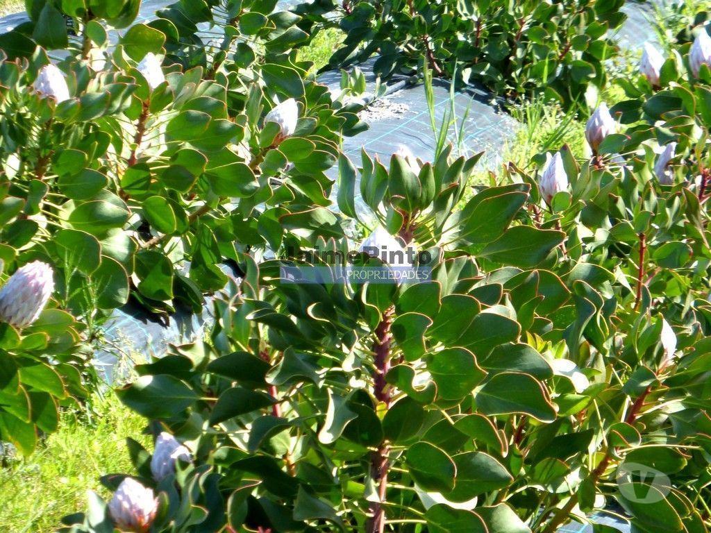 Terrenos Lagos - Fotos para 10 Ha terra plantações verduras e casa. Portugal, Algarve, Lagos