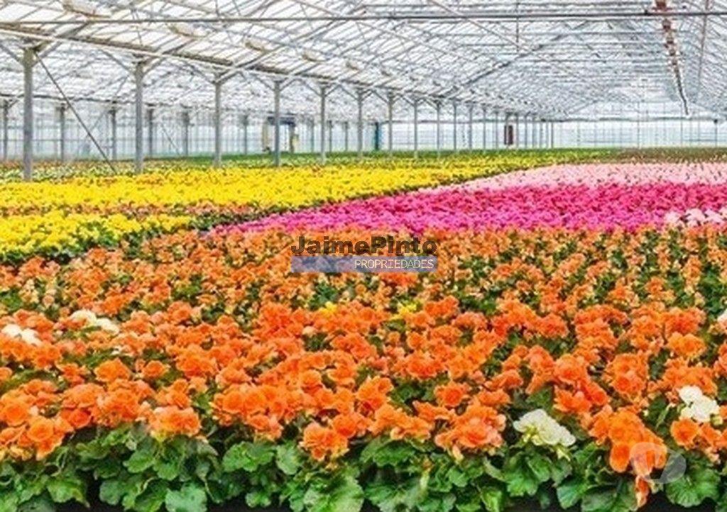 Terrenos Lagos - Fotos para 10 Ha terra plantações verduras e casa. Portugal, Algarve, Lagos