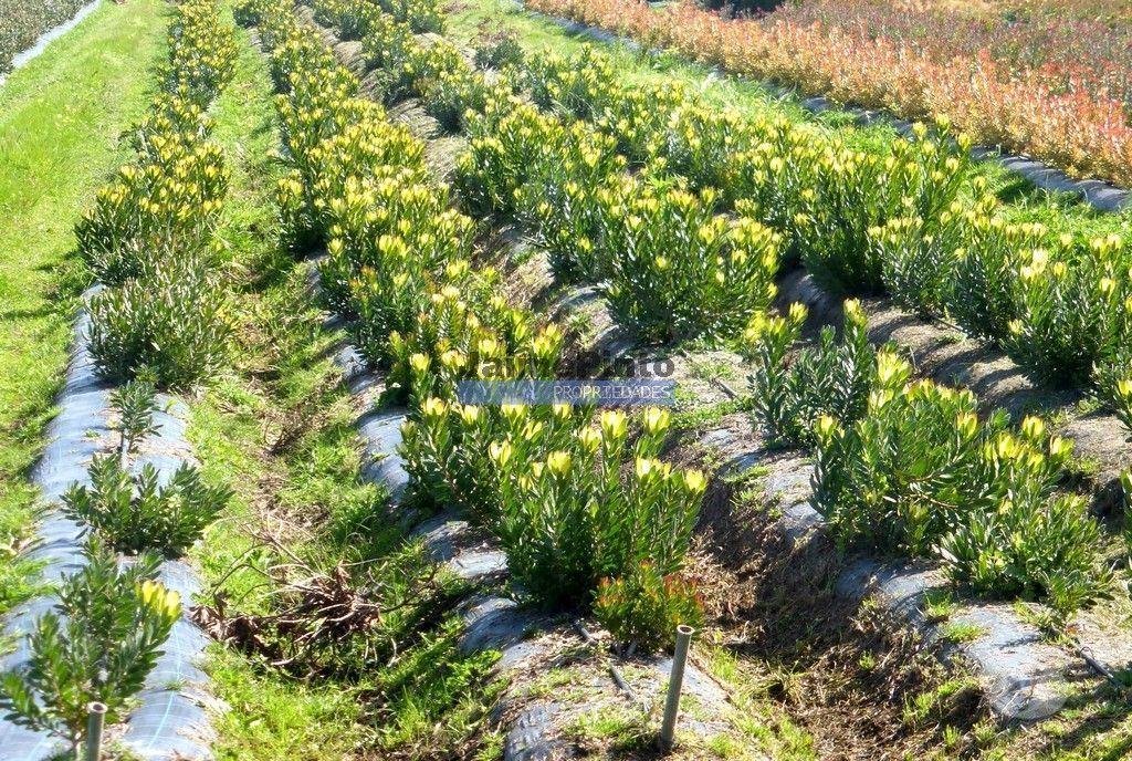 Terrenos Lagos - Fotos para 10 Ha terra plantações verduras e casa. Portugal, Algarve, Lagos