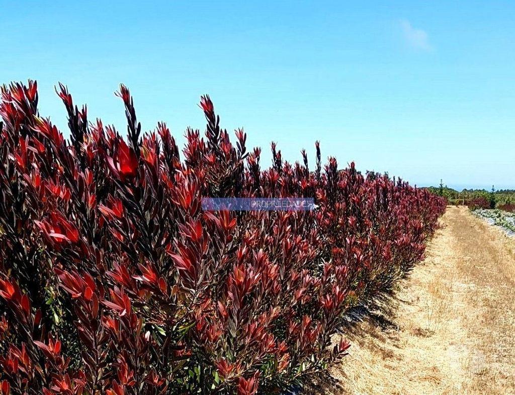 Terrenos Lagos - Fotos para 10 Ha terra plantações verduras e casa. Portugal, Algarve, Lagos
