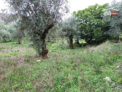Terrenos a venda - Fotos para Ourem-Terreno rústico, para construção. (1-T-000510)