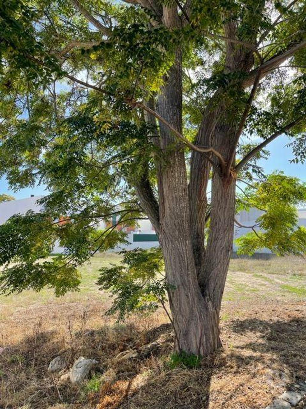 Comprar Loja Moita - Fotos para Terreno Urbano Moita Alhos Vedros