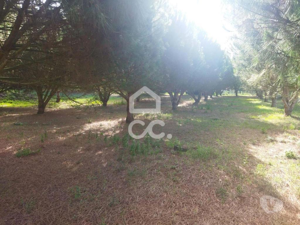 Terrenos Leiria - Fotos para LOCALIZAÇÃO: MONTE REAL-----Terreno com a área de 4.550 m2 com