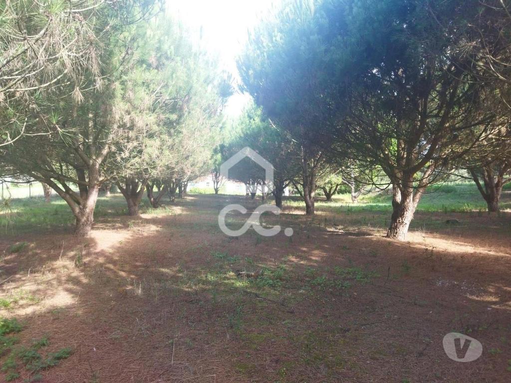 Terrenos Leiria - Fotos para LOCALIZAÇÃO: MONTE REAL-----Terreno com a área de 4.550 m2 com