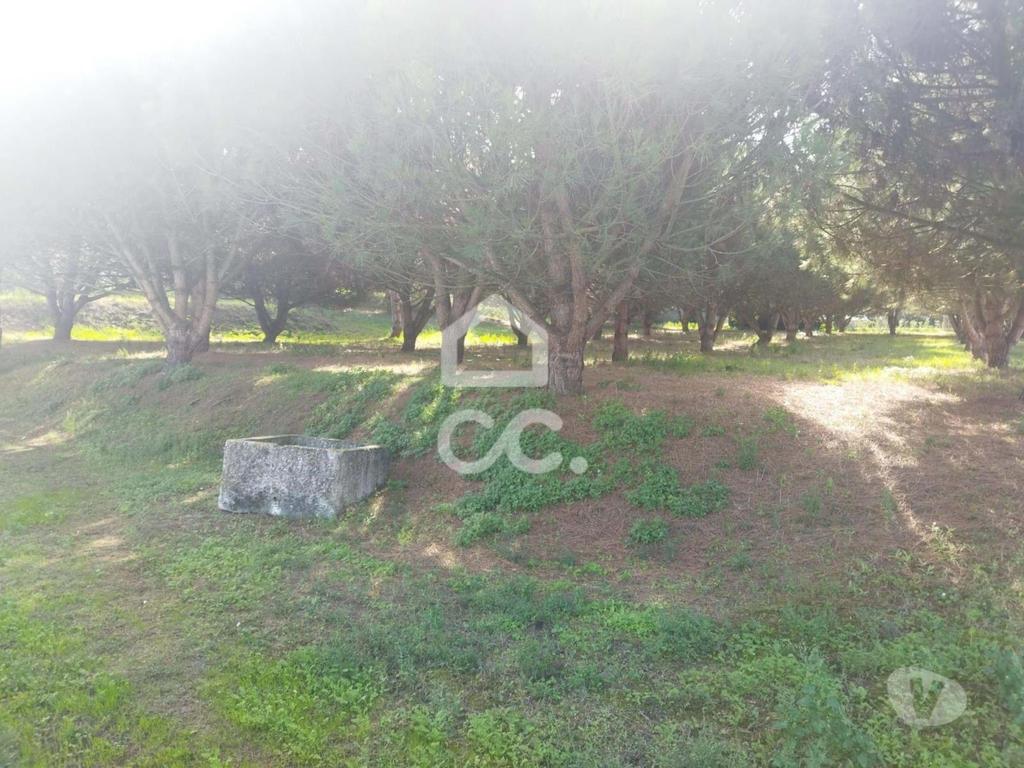 Terrenos Leiria - Fotos para LOCALIZAÇÃO: MONTE REAL-----Terreno com a área de 4.550 m2 com