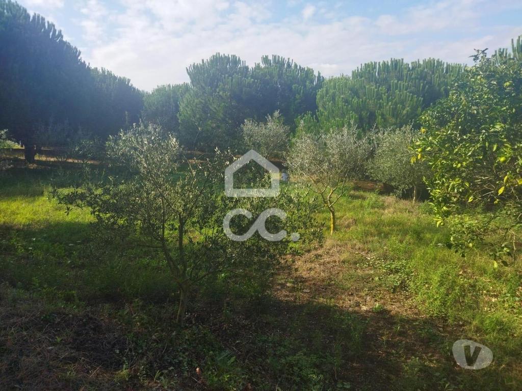 Terrenos Leiria - Fotos para LOCALIZAÇÃO: MONTE REAL-----Terreno com a área de 4.550 m2 com