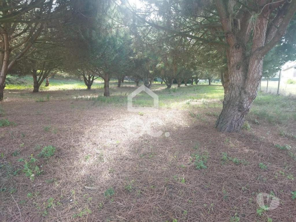 Terrenos Leiria - Fotos para LOCALIZAÇÃO: MONTE REAL-----Terreno com a área de 4.550 m2 com