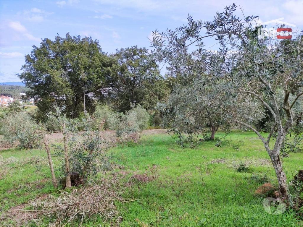 Terrenos Ourém - Fotos para Ourem-Terreno agrícola, com olival. (1-T-000517)