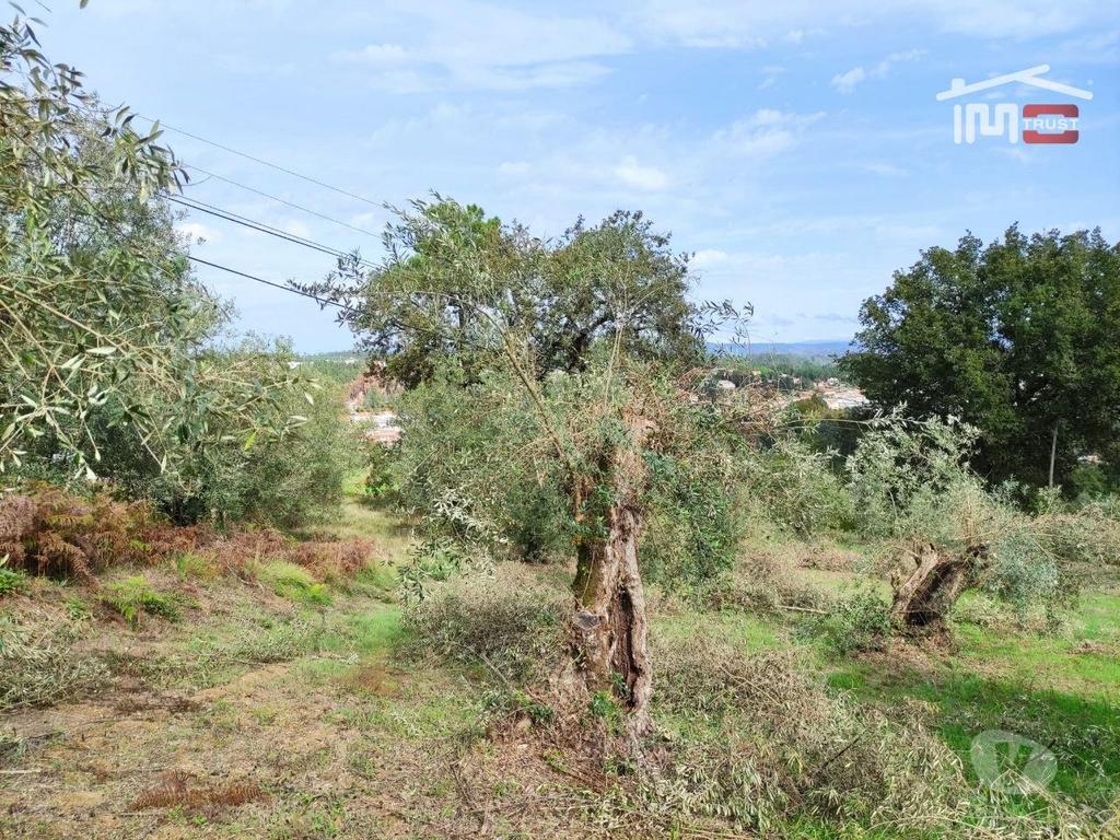 Terrenos Ourém - Fotos para Ourem-Terreno agrícola, com olival. (1-T-000517)