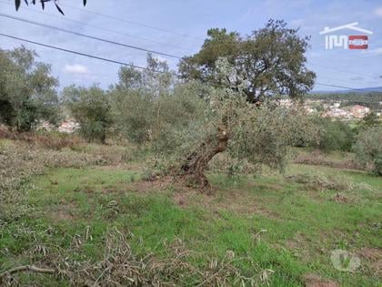 Terrenos e Quintas - Fotos para Ourem-Terreno agrícola, com olival. (1-T-000517)