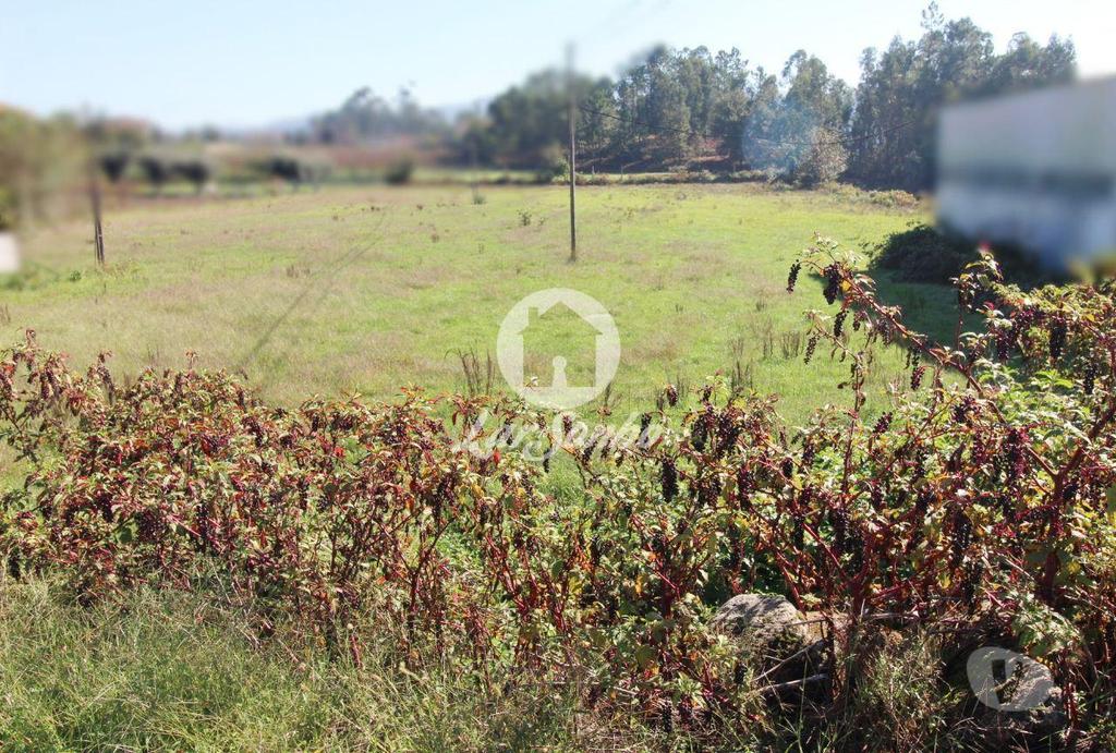 Terrenos Barcelos - Fotos para Barcelos-Terreno plano com 6500m2 (265-T-01033)