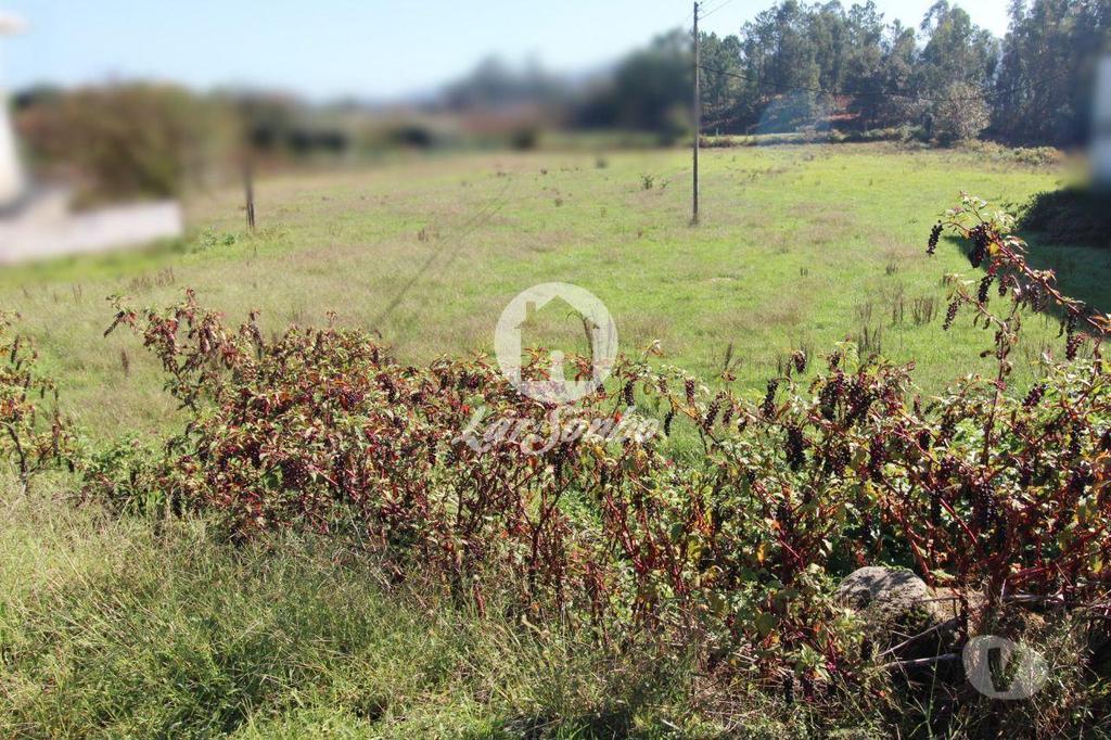 Terrenos Barcelos - Fotos para Barcelos-Terreno plano com 6500m2 (265-T-01033)