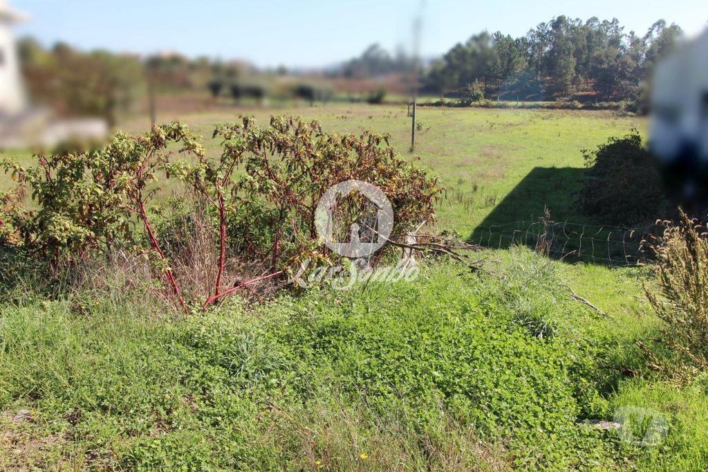 Terrenos Barcelos - Fotos para Barcelos-Terreno plano com 6500m2 (265-T-01033)