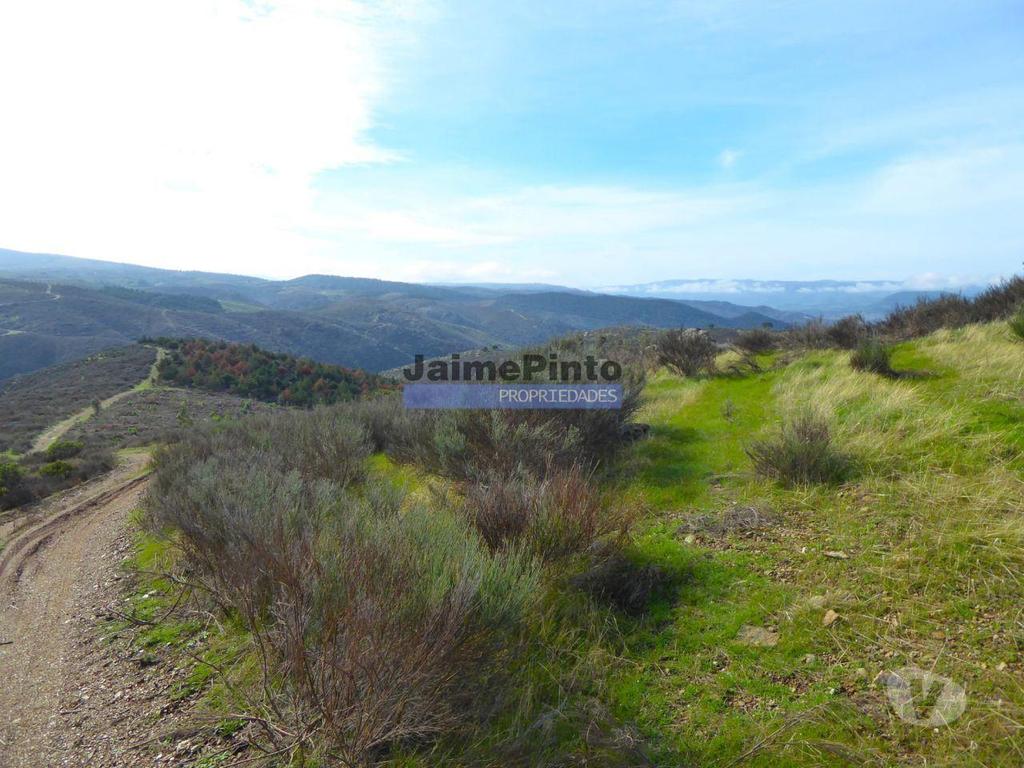 Terrenos Alfândega da Fé - Fotos para Propriedade montanhosa 11ha para plantações agrícolas. Bragança,
