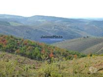Propriedade montanhosa 11ha para plantações agrícolas. Bragança,
