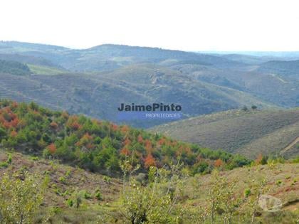 Terrenos - Fotos para Propriedade montanhosa 11ha para plantações agrícolas. Bragança,