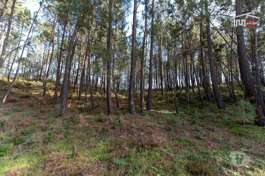 Terrenos Ourém - Fotos para Terreno com pinhal com área 7.700 m2 com possível viabilidade de