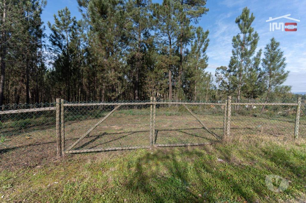Terrenos Ourém - Fotos para Terreno com pinhal com área 7.700 m2 com possível viabilidade de