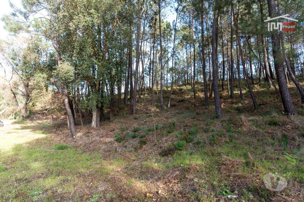 Terrenos Ourém - Fotos para Terreno com pinhal com área 7.700 m2 com possível viabilidade de