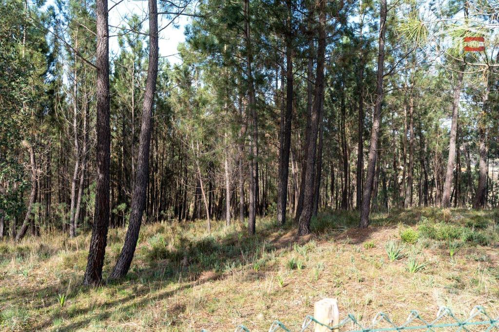 Terrenos Ourém - Fotos para Terreno com pinhal com área 7.700 m2 com possível viabilidade de