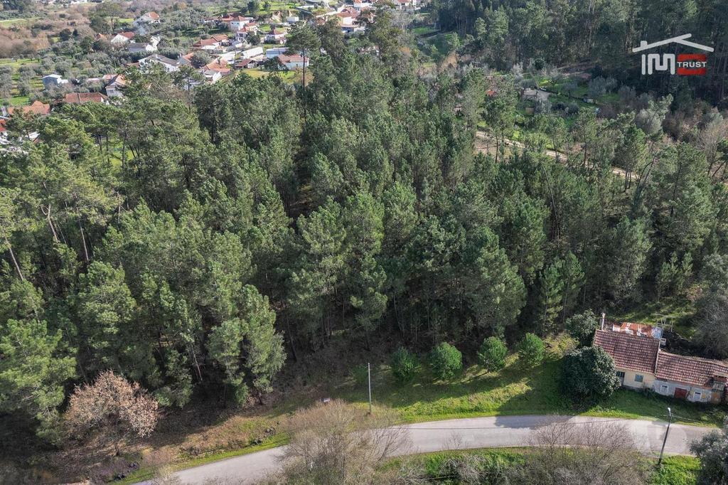 Terrenos Ourém - Fotos para Terreno com pinhal com área 7.700 m2 com possível viabilidade de