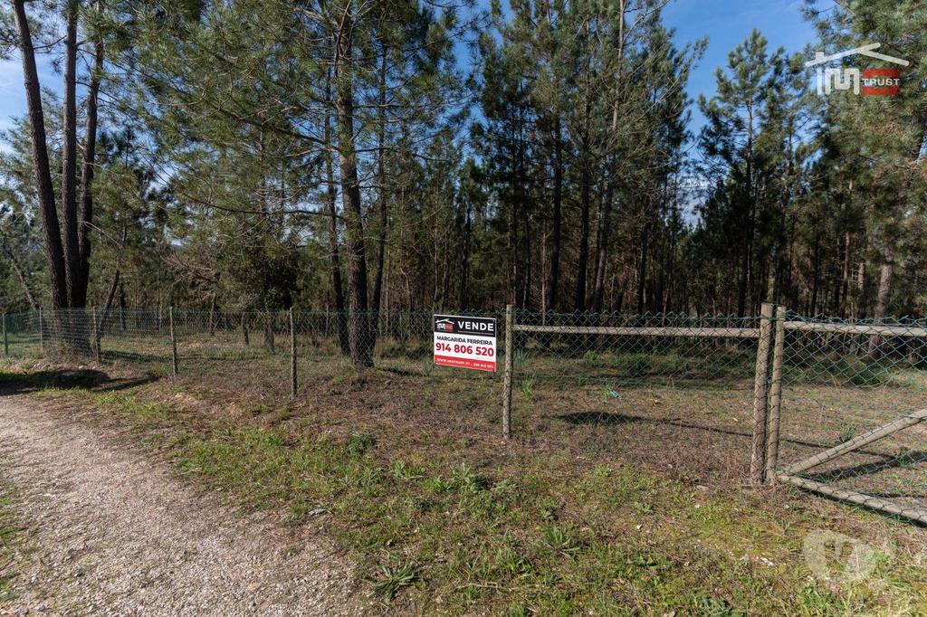 Terrenos Ourém - Fotos para Terreno com pinhal com área 7.700 m2 com possível viabilidade de
