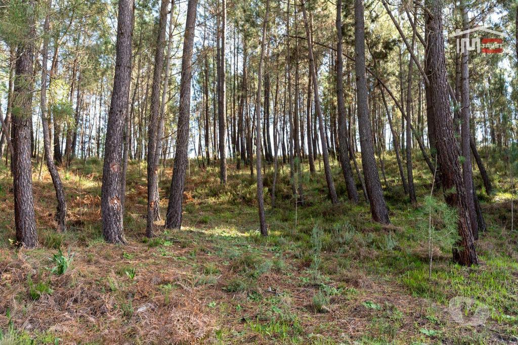 Terrenos Ourém - Fotos para Terreno com pinhal com área 7.700 m2 com possível viabilidade de