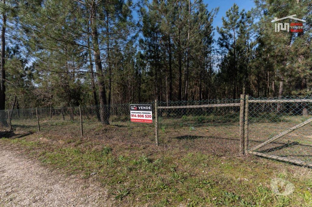 Terrenos Ourém - Fotos para Terreno com pinhal com área 7.700 m2 com possível viabilidade de