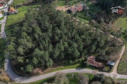 Terrenos a venda - Fotos para Terreno com pinhal com área 7.700 m2 com possível viabilidade de