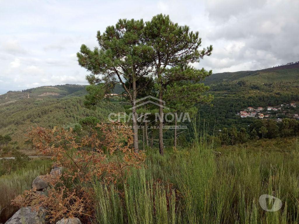Terrenos Cinfães - Fotos para Cinfaes-Terreno agrícola Cinfães (AR 02179)