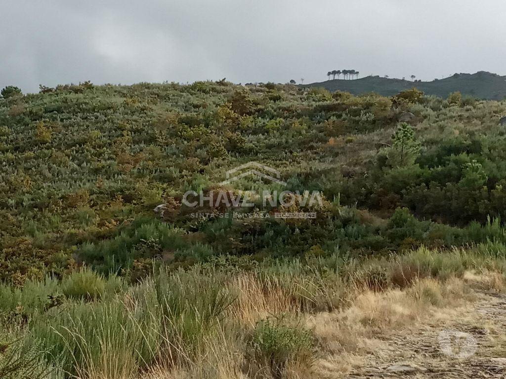 Terrenos Cinfães - Fotos para Cinfaes-Terreno agrícola Cinfães (AR 02179)