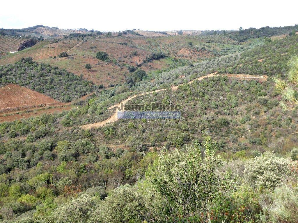 Terrenos Alfândega da Fé - Fotos para 12.000m2 Terra Agrícola p plantações novas. Bragança, Alfândega