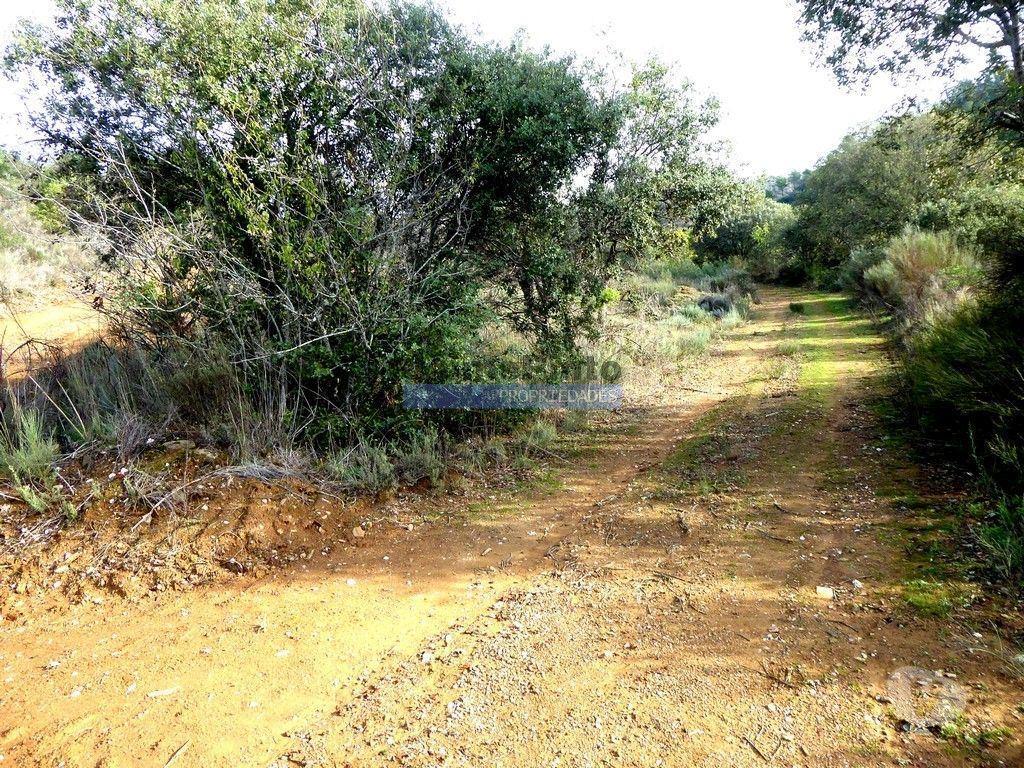 Terrenos Alfândega da Fé - Fotos para 12.000m2 Terra Agrícola p plantações novas. Bragança, Alfândega