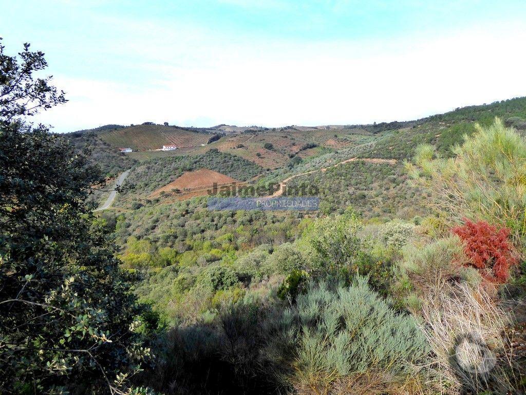 Terrenos Alfândega da Fé - Fotos para 12.000m2 Terra Agrícola p plantações novas. Bragança, Alfândega