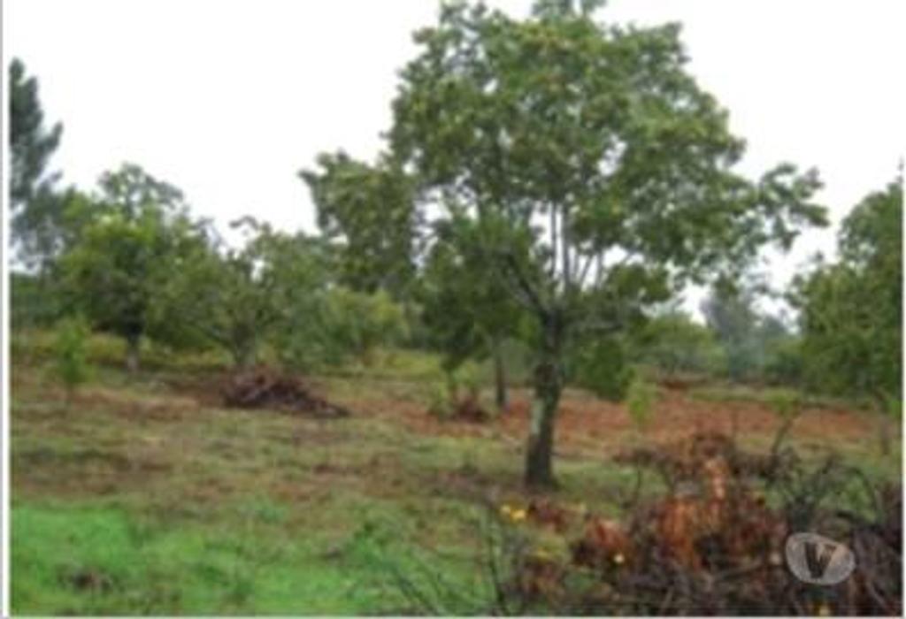 Terrenos Portalegre - Fotos para Portalegre-Quinta - São Julião (MG.10544)