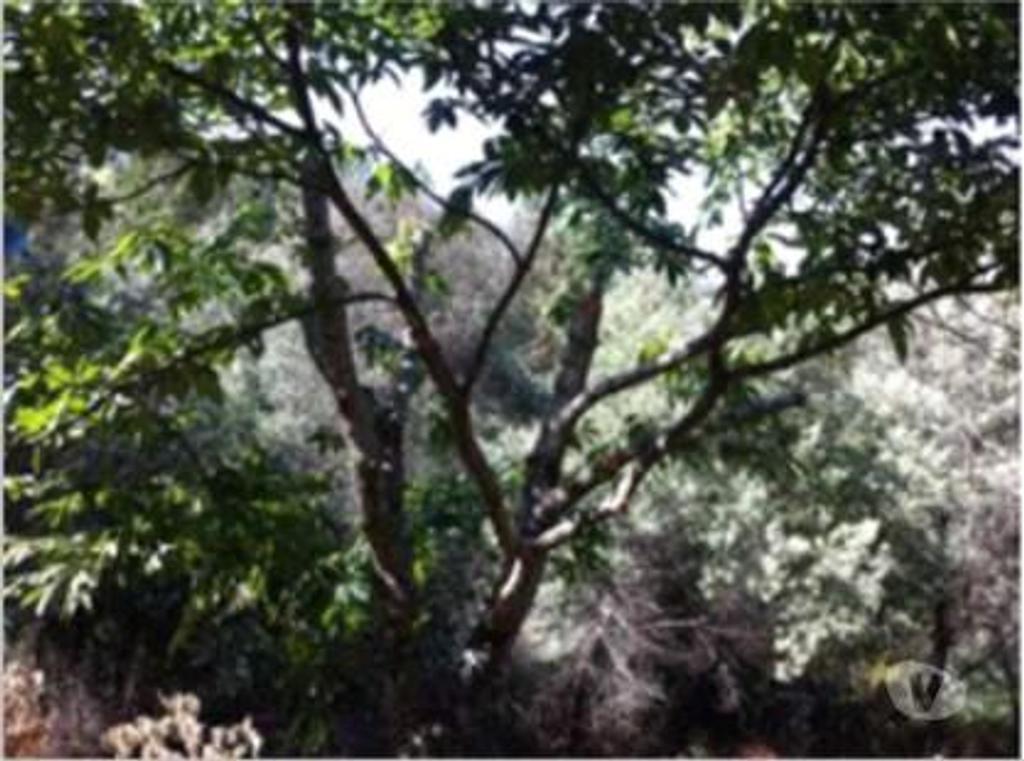 Terrenos Portalegre - Fotos para Portalegre-Quinta - São Julião (MG.10544)