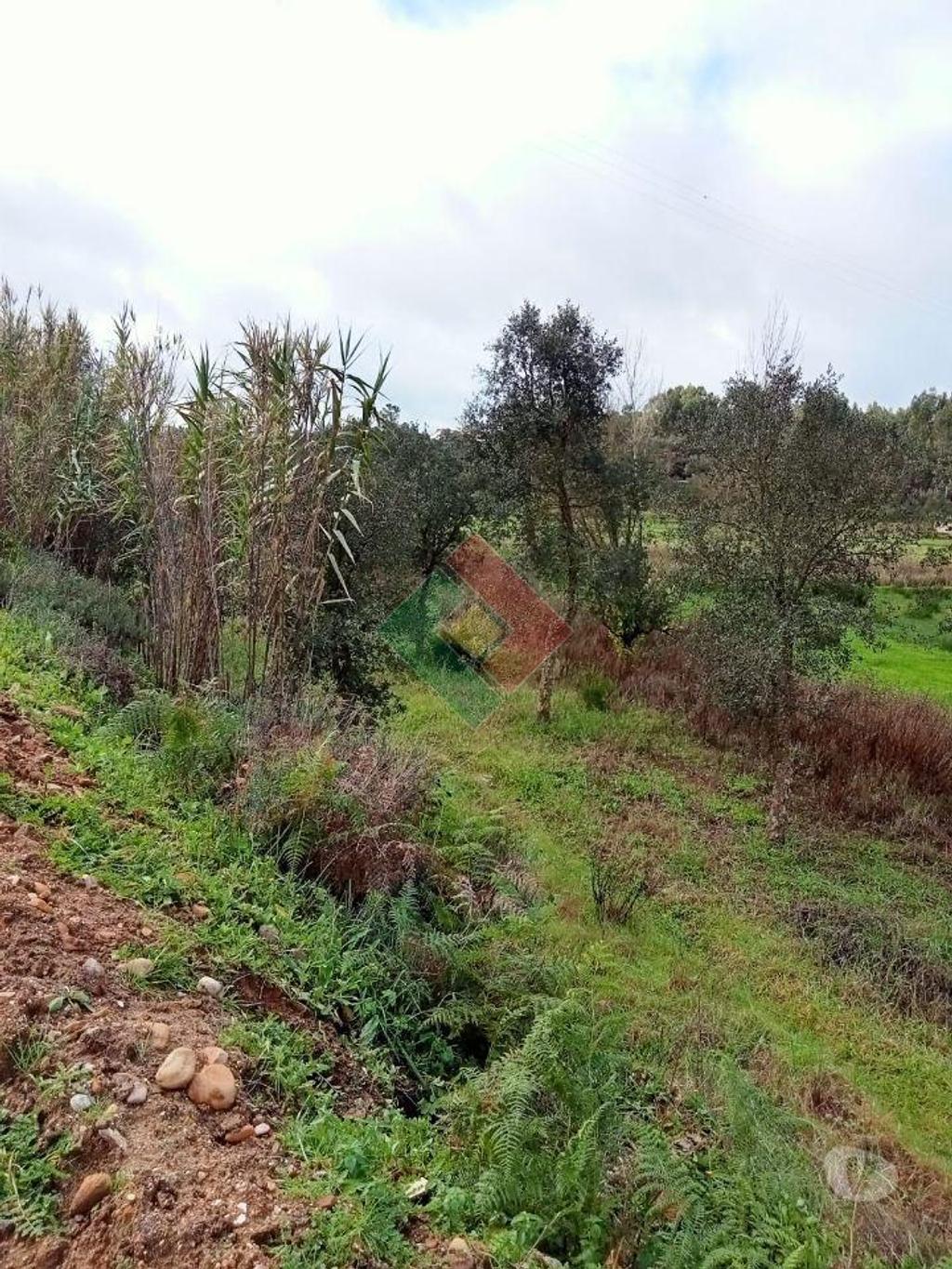 Terrenos Ponte de Sor - Fotos para Terreno rústico, para venda, Ponte de Sor - Longomel (DL.11156)