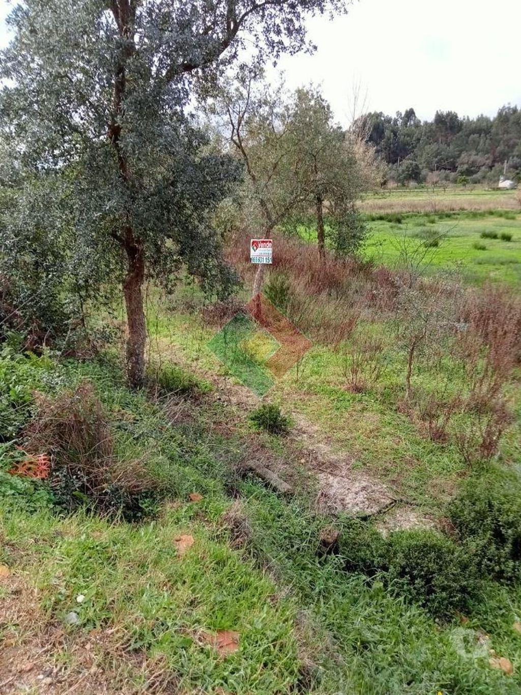 Terrenos Ponte de Sor - Fotos para Terreno rústico, para venda, Ponte de Sor - Longomel (DL.11156)