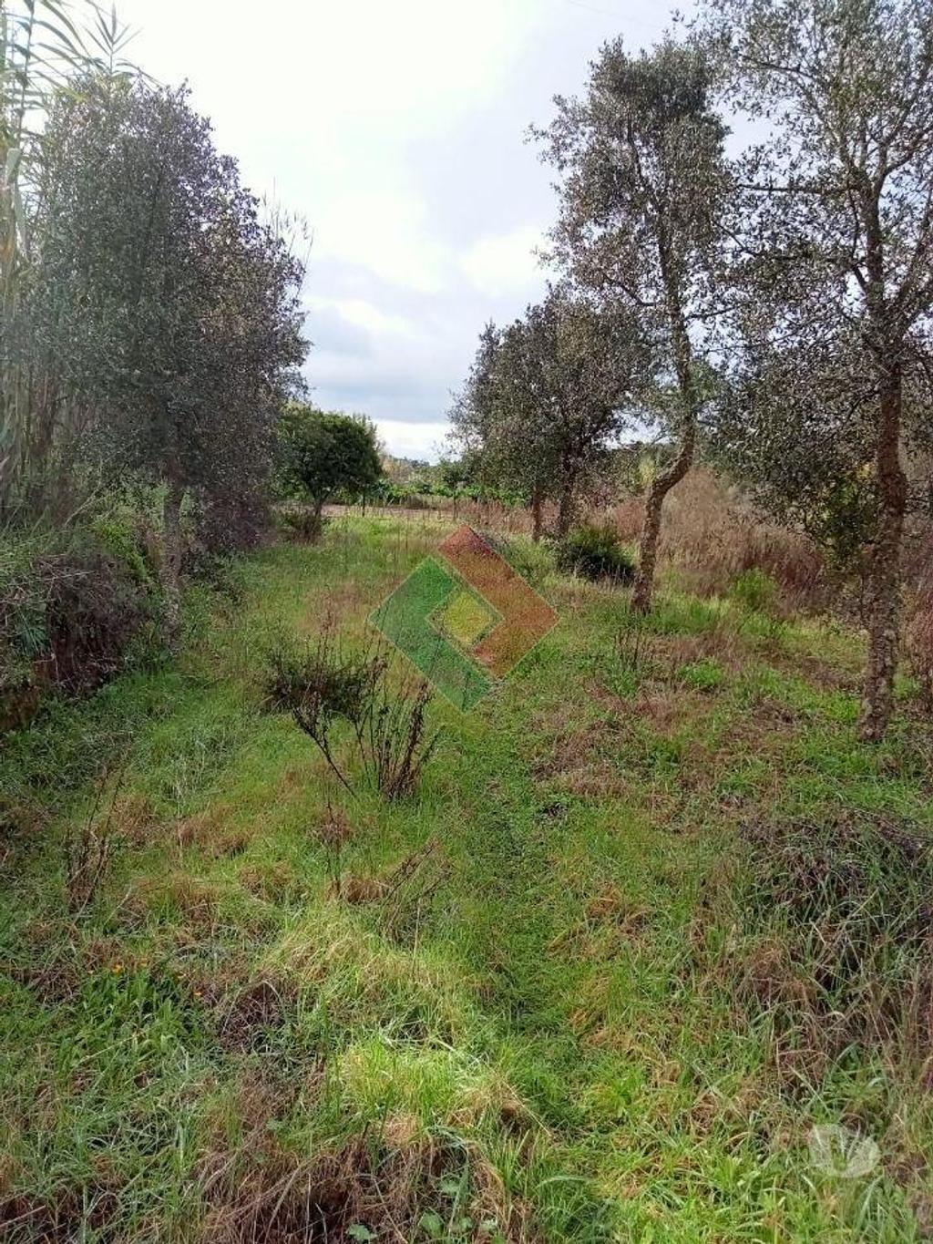 Terrenos Ponte de Sor - Fotos para Terreno rústico, para venda, Ponte de Sor - Longomel (DL.11156)