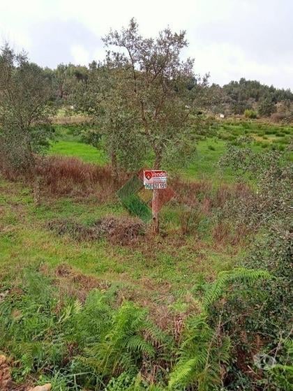 Terrenos - Fotos para Terreno rústico, para venda, Ponte de Sor - Longomel (DL.11156)