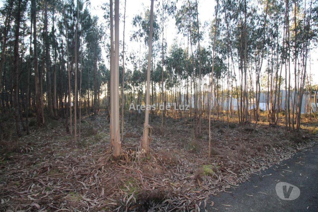 Terrenos Leiria - Fotos para Leiria-Terreno para Moradia Térrea (3425 23)