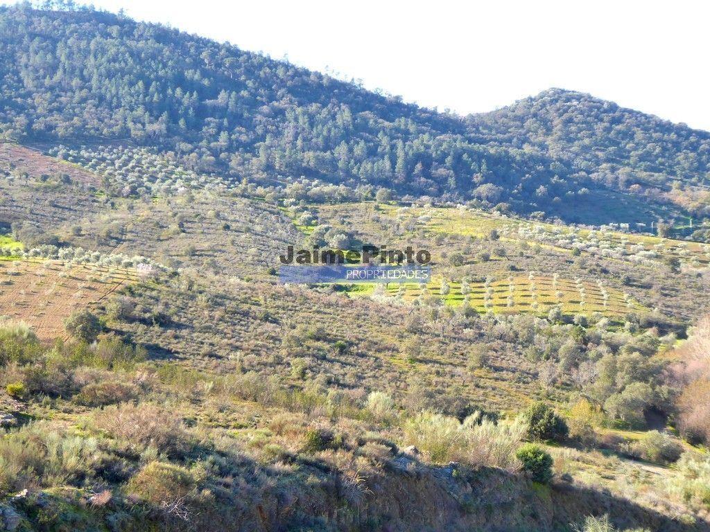 Terrenos Alfândega da Fé - Fotos para 90ha com Olival, Cortiça, Floresta e Caça. Portugal, Alfândega