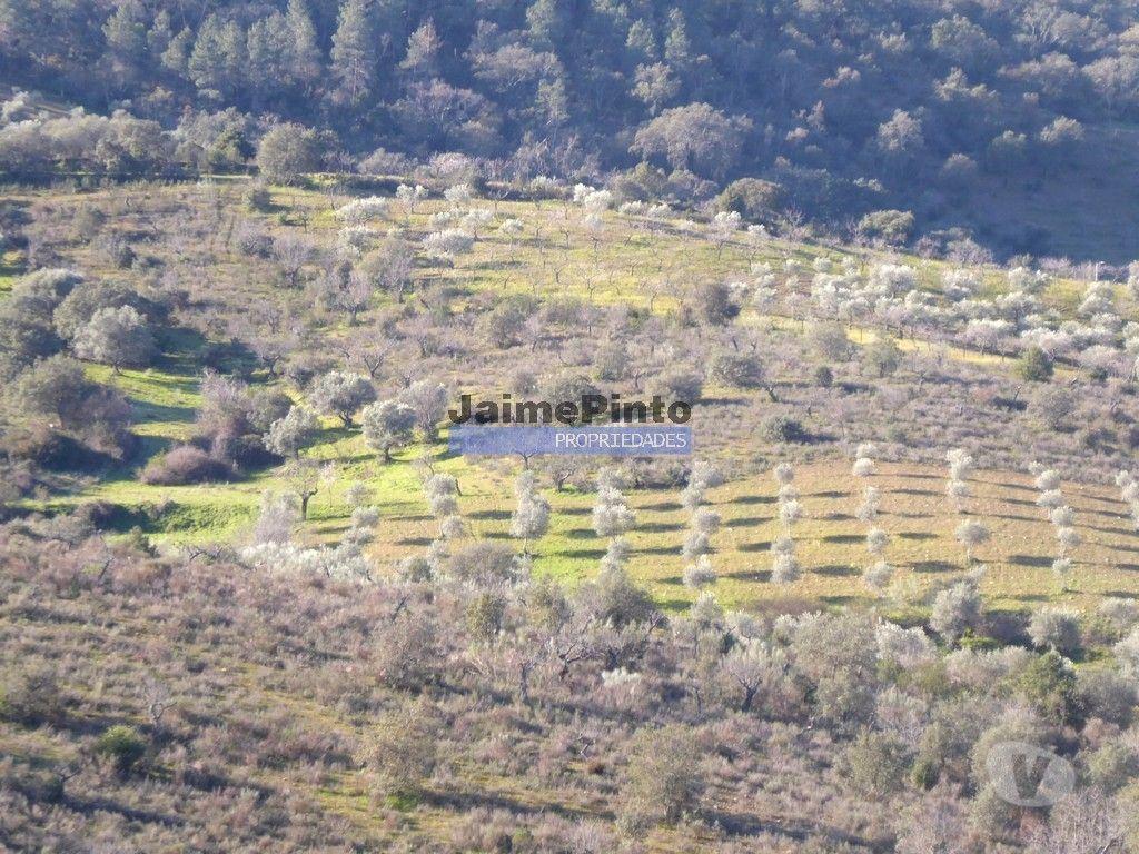 Terrenos Alfândega da Fé - Fotos para 90ha com Olival, Cortiça, Floresta e Caça. Portugal, Alfândega